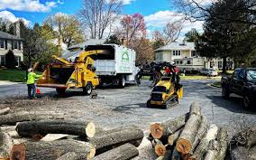 Professional Tree Removal and Landscaping Services in Spring City, TN